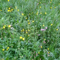 Meadow, Romanby June_July 2016 (1)